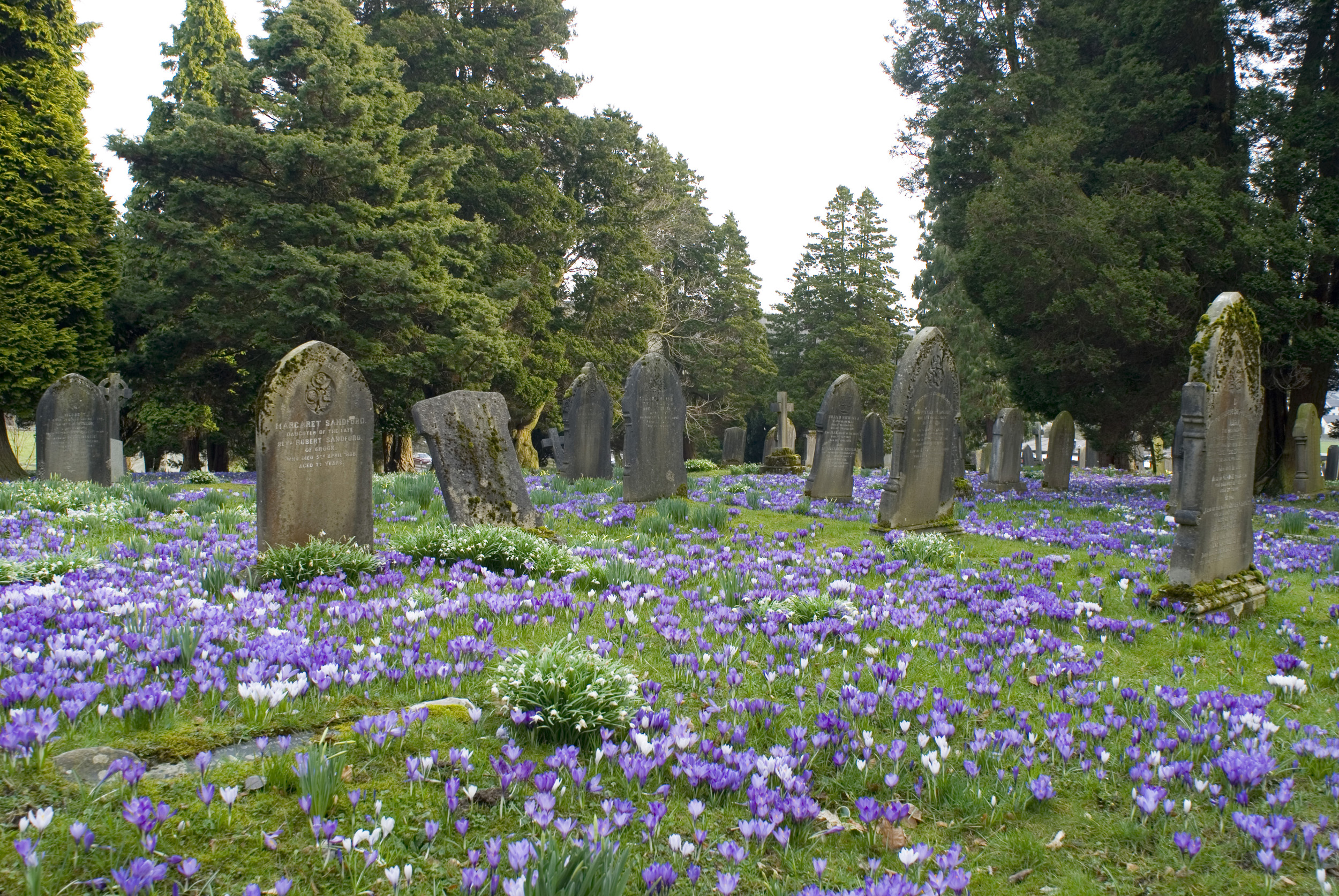 flowery graveyard